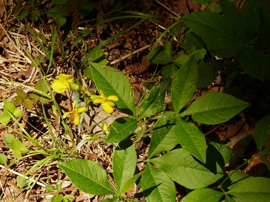 {Thermopsis mollis}